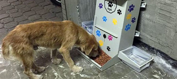 Mai più fame per i randagi con il distributore di cibo e acqua