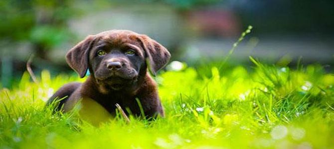 Età del cane, ecco come si stabilisce