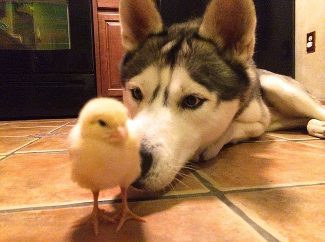 husky e pulcino