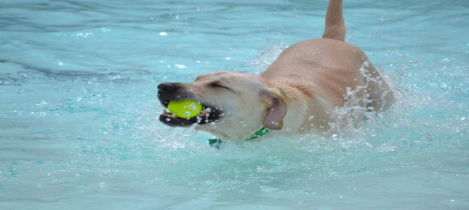 livedog beach