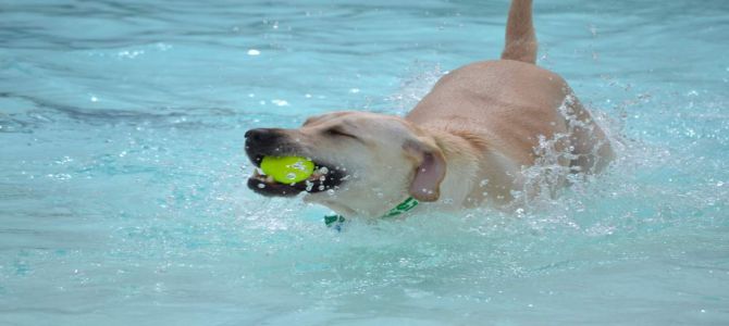 L’estate veronese del LiveDog Park