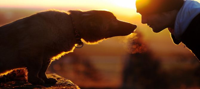man dog