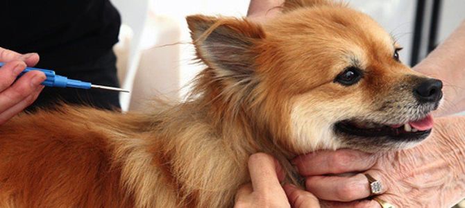 microchip e anagrafe canina