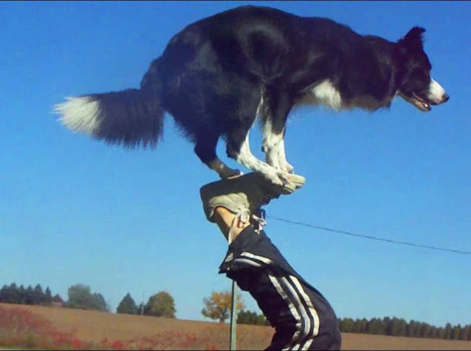 nana cane acrobata