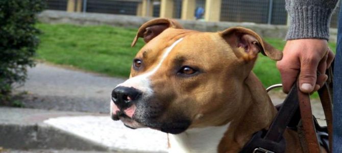 Un corso per il patentino di padrone di cane