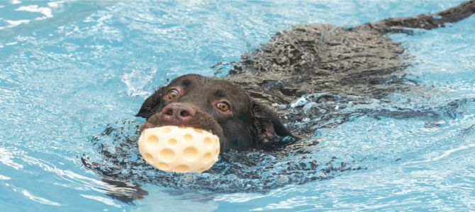 Da vasca delle foche a piscina per cani