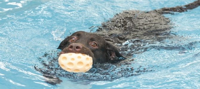 piscina per cani