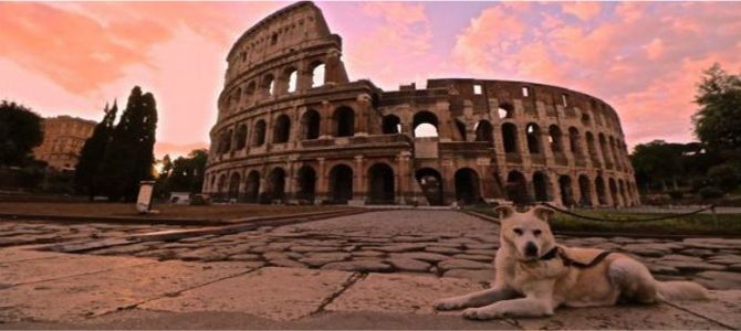 Ralph, storia di un cane viaggiatore