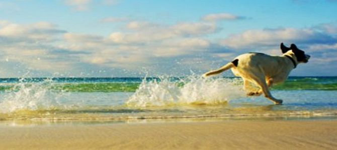 spiagge per cani
