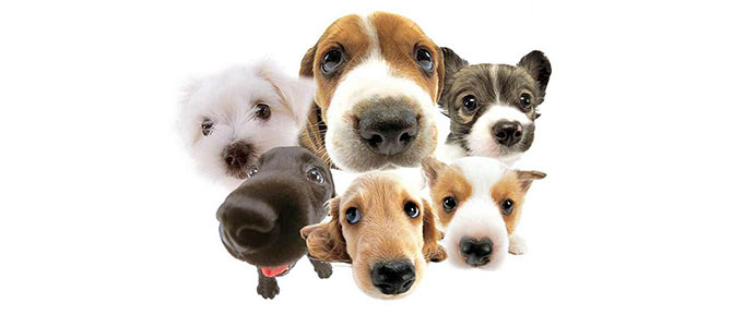 testa cani
