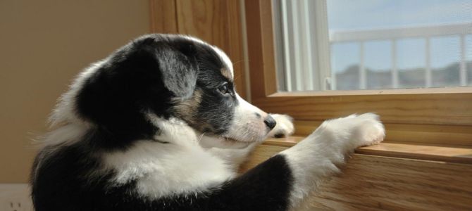 app per cani