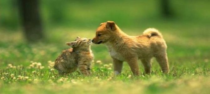 Lezioni di primo soccorso per cani e gatti