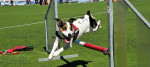 agility park italia