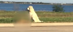 Dagli Usa, una storia agrodolce di amicizia canina