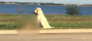 Dagli Usa, una storia agrodolce di amicizia canina