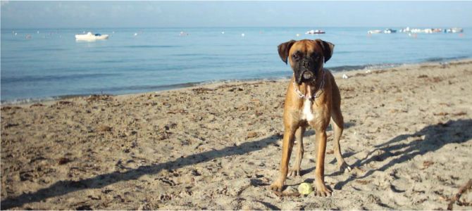 Estate complicata per le spiagge per cani a Fano