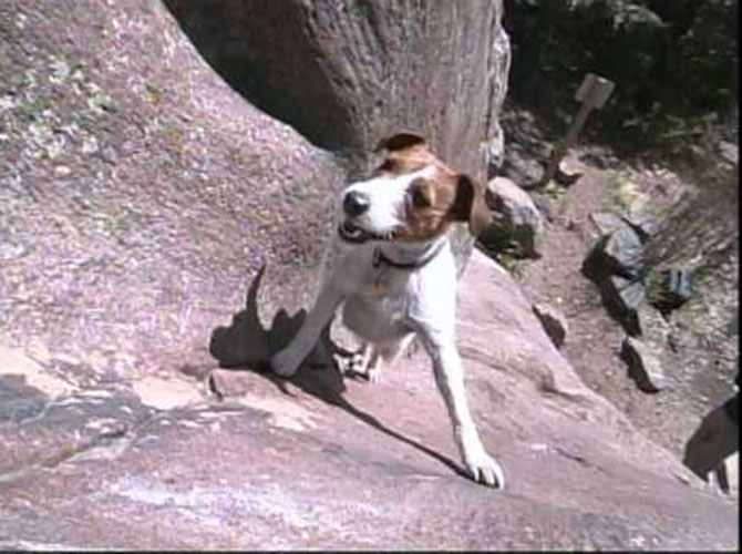 Biscuit, cagnolina scalatrice