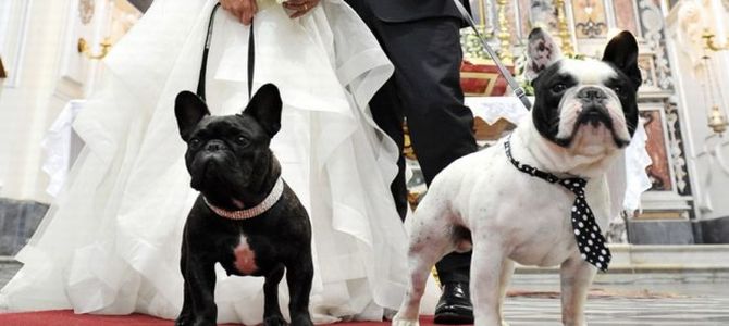 Niente bomboniere, ma medicine per cani