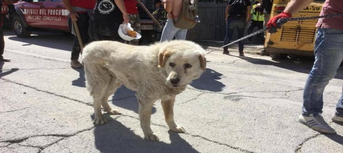 Bravo, cane scampato dal sisma che aspetta i suoi padroni