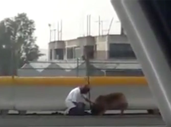 Salva la vita al cane rischiando la propria