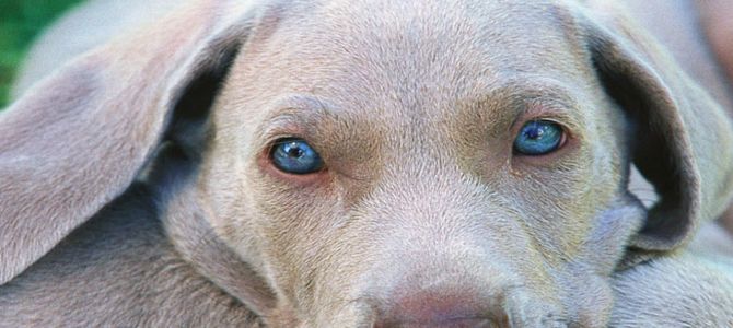 cani da caccia