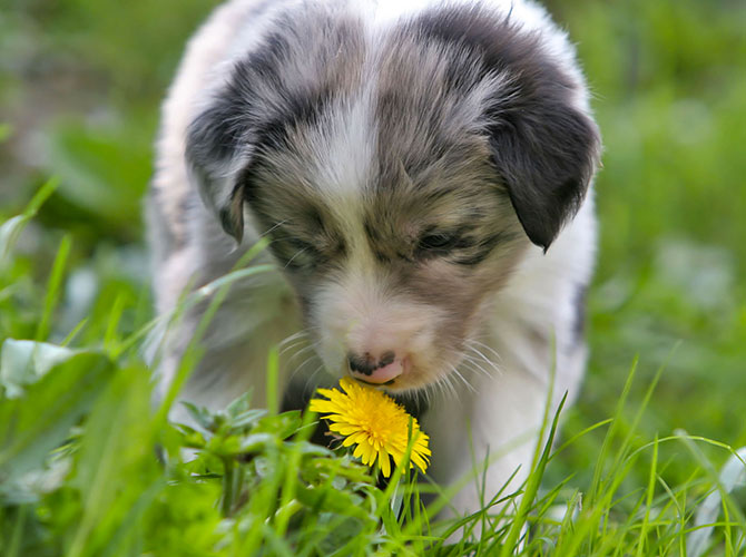 Ditelo con un fiore