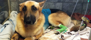 Un cane-eroe salva i padroni dai ladri armati