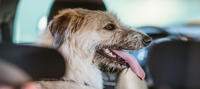 Cane chiuso in macchina, poliziotti spaccano il finestrino