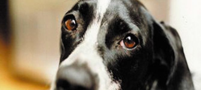 cane maltrattato