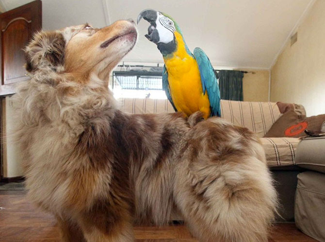 cane pappagallo