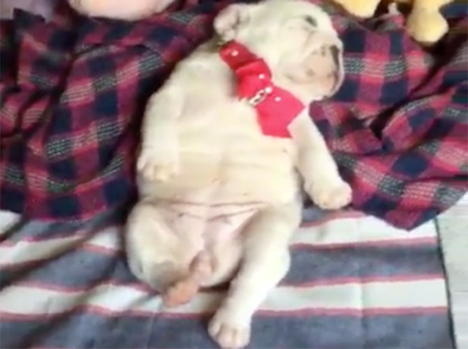 cane peluche