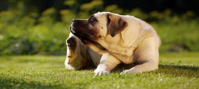 cane sano