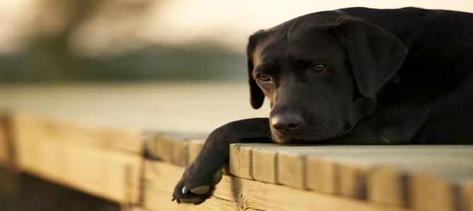cane smarrito