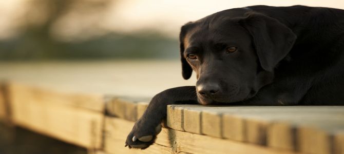 Cane smarrito? Ci pensa Finding Rover