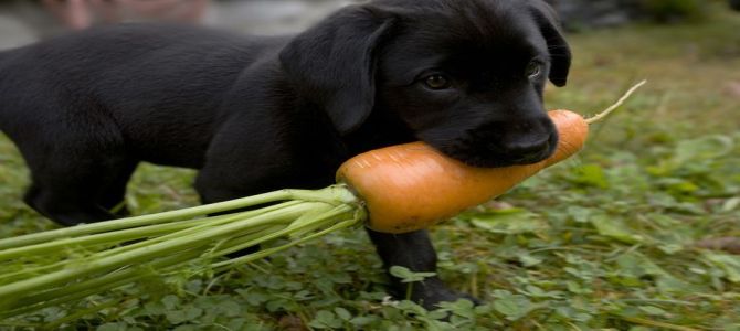 Il cane? E’ quasi onnivoro