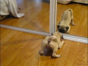 cani allo specchio 1