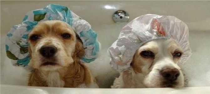 regole cani