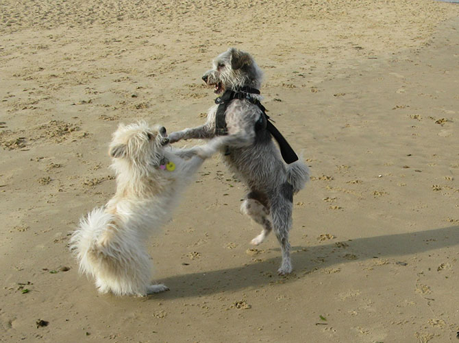 cani ballerini