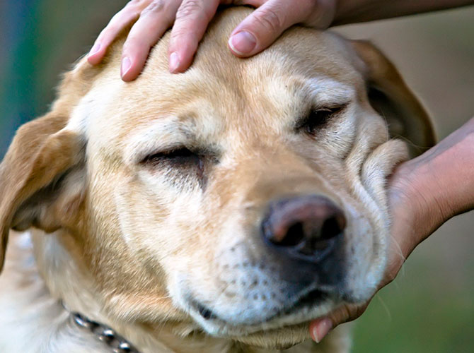 cani coccolosi