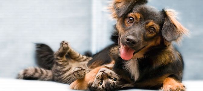 Cane o gatto: chi dei due è più social?