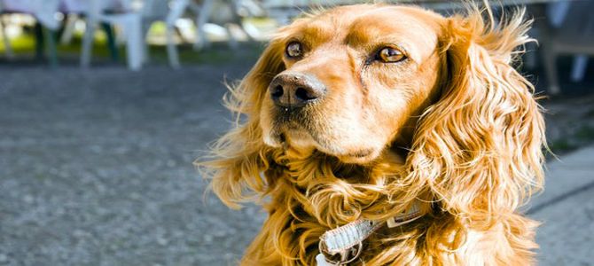 Anche i cani tra le vittime e i superstiti del terremoto