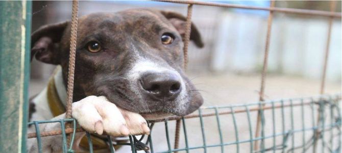 Anche la crisi colpevole degli abbandoni dei cani