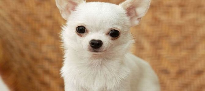 chihuahua a pelo lungo