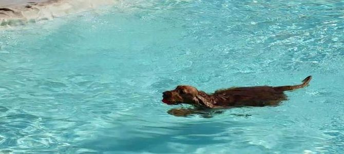 dog water park