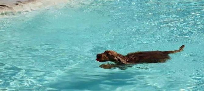 Niente mare? Si va al Dog Water Park!