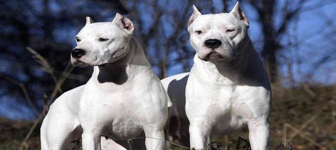 dogo