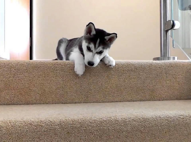 piccolo husky scale
