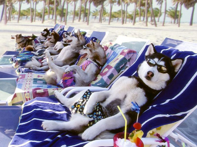 relax canino