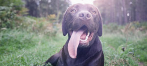 Respiro affannoso nel cane, come intervenire