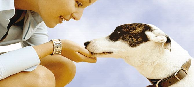 Gratificare Fido? Sì alle parole, no ai croccantini